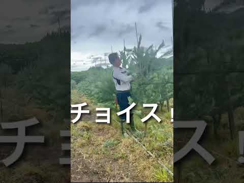 植物が花を咲かせたくないとき 庭の練習