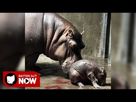 Fiona gets a sibling: New baby hippo at Cincinnati Zoo