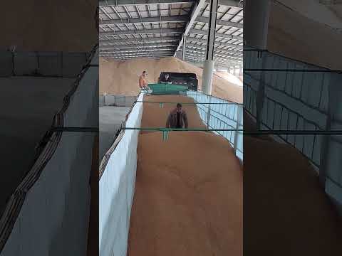 Semi truck unloading process of grain