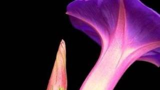 Taize&#39; Song - In the Lord I&#39;ll be ever thankful