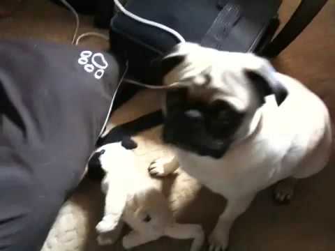 New Iphone video of pug