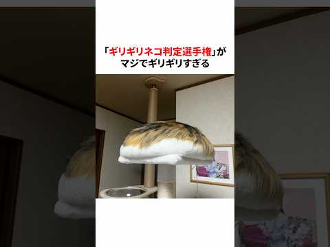 「ギリギリネコ判定選手権」がマジでギリギリすぎる