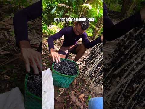 fui para o interior de Abaetetuba Pará #Abaetetuba #abaete #Pará #belémparábrasil