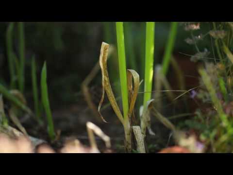 Perenna grönsaker - odla perenna fleråriga grönsaker i din trädgård som kommer tillbaka år efter år
