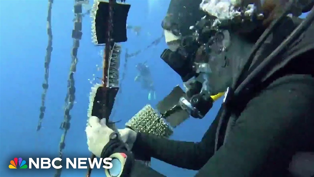 How researchers in Puerto Rico are working to save coral reefs