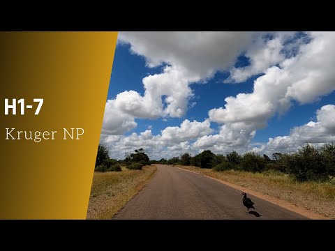 H1-7 guided by a southern ground hornbill - Kruger national park