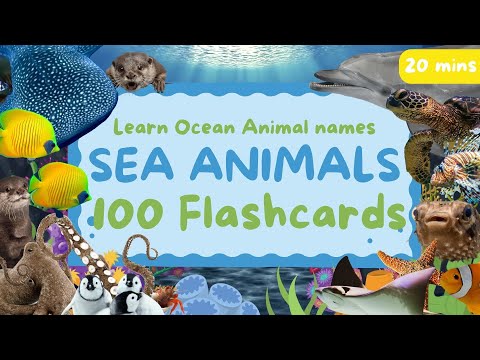 100 Ocean Animals for Kids | Sea Animal Flashcards in English | Learn Animal Names