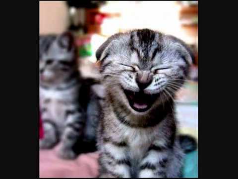 broma telefonica de pitoño a xbox