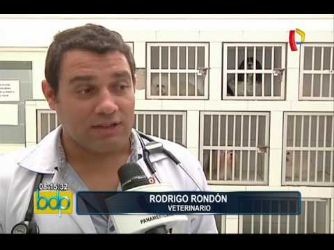 ¿Por qué algunos perros son agresivos? veterinario aclara el tema y brinda recomendaciones (1/2)