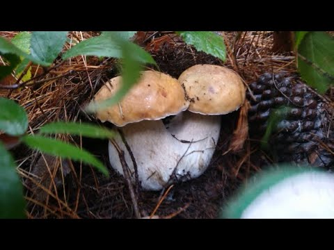 Foraging: Last HUGE haul of Porcini (Boletus edulis) for 2021| Wild Mushroom | South Australia