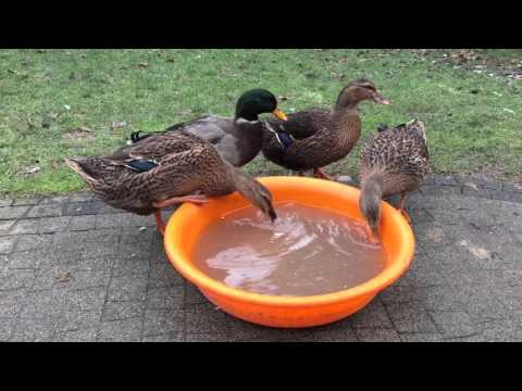 , title : 'Kaczki Staropolskie, Polish breed of ducks'