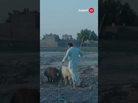 شاهد بالفيديو.. الله يعين الفقير وضعيتنا تعبانة!#shorts