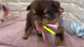 ポメラニアンの動画01