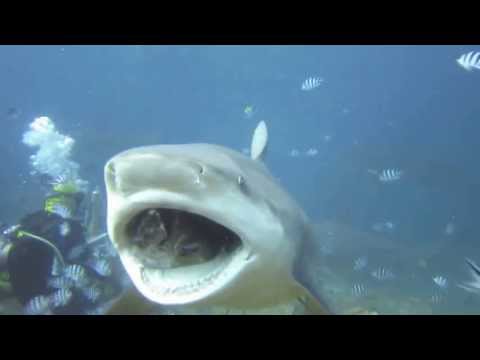 image-Are bull nose sharks dangerous?