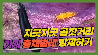작물 품질저하 최대해충! 총채벌레 방제하기 #가지 #총채벌레 #방제 #미생물 #친환경