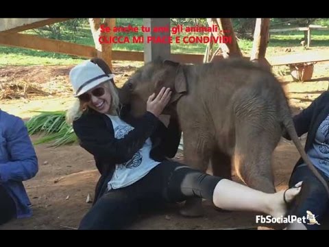 elefantino si comporta come un cane FbSocialPet