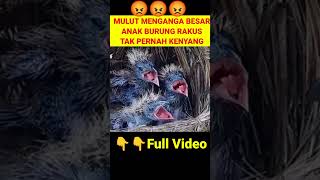 Download lagu Lapar‼️Suaranya Mengerikan 😱😱 #burung #greatercoucal #birds #birdfeeding mp3 Download lagu Lapar‼️Suaranya Mengerikan 😱😱 #burung #greatercoucal #birds #birdfeeding mp3