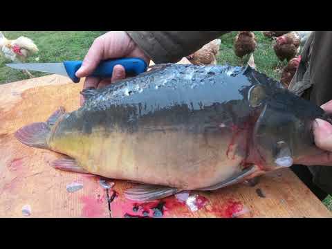 Kapr bez "kostí" - filetování a stahování, vánoční úprava bez nutnosti vybírat z řízků kosti.