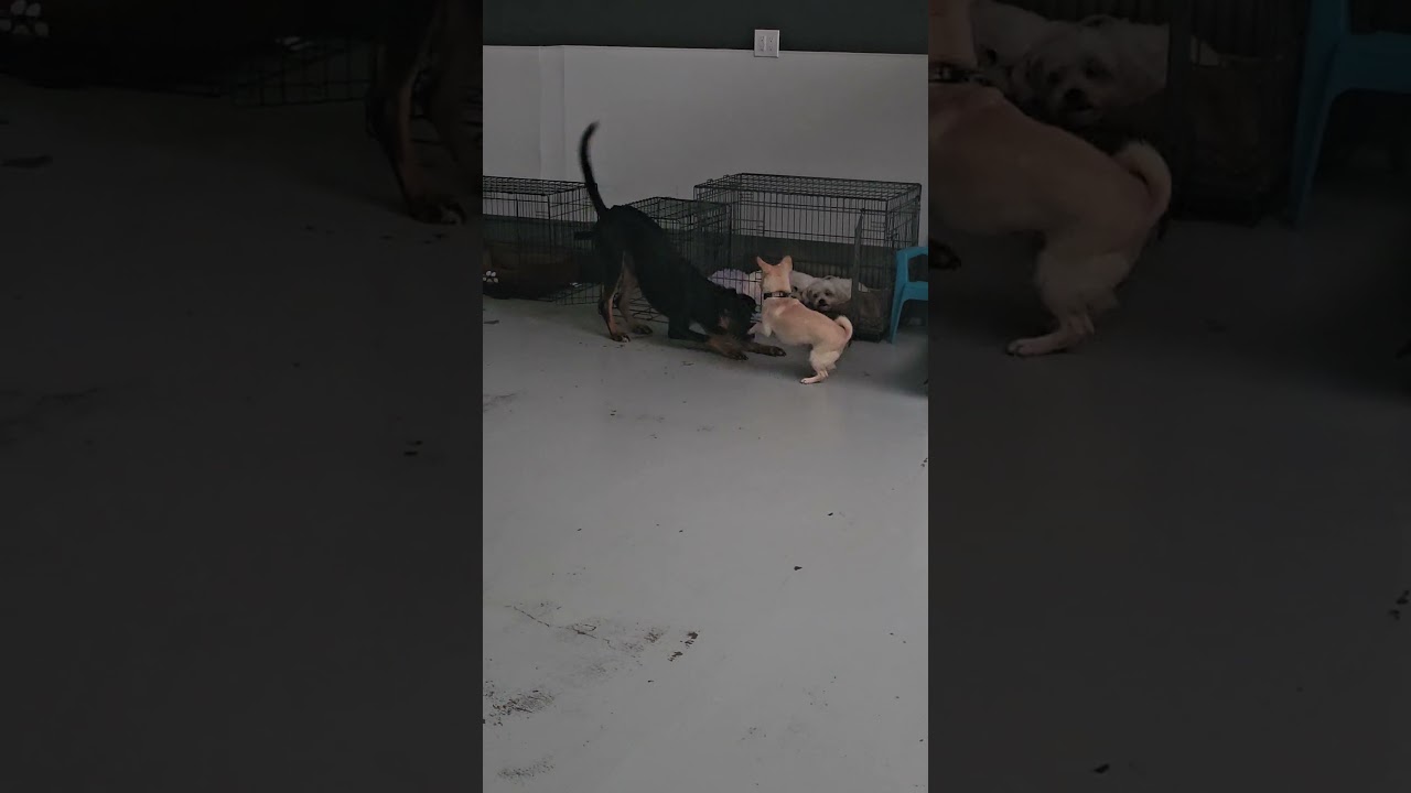 Enlarge Ashley #2368, a Adoptable Doberman Pinscher in Studio City, CA video 4/4