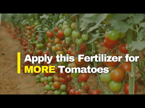 Tomato Fertilizer Schedule | The Best Fertilizer for More Tomatoes and When to Apply