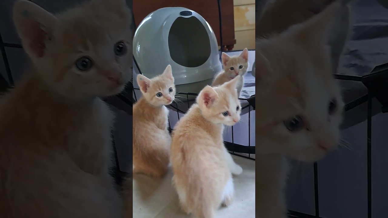 Enlarge The Exuberant E's, an adopted Domestic Short Hair in Niantic, CT video 2/6