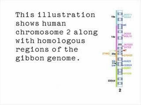 Supplement - Chromosome 2 in the Great Apes