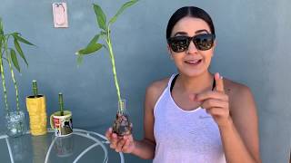 How To Propagate  Lucky Bamboo