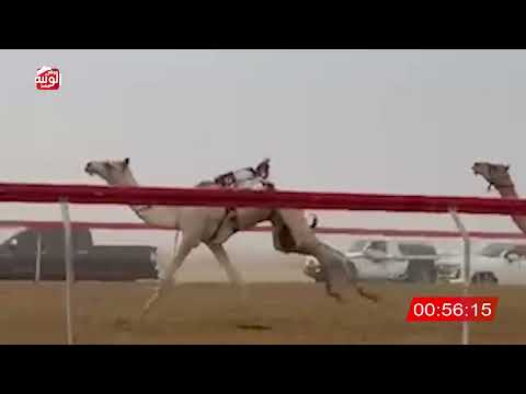   ش 6 (شاهين) لـ مبارك سيف الشدي المنصوري 2:13 , شارة الصندوق 2026/06/14 فطامين سويحان      
