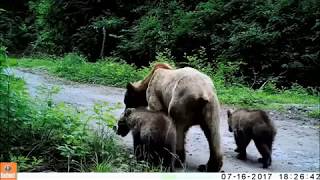 grizzly bears on road 2017 compilation