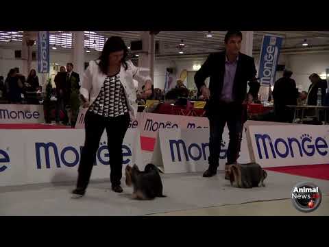 International Dog Show Imola 2018 - Yorkshire Terrier