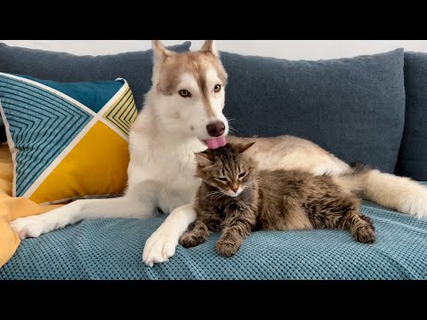 Wie fühlt sich die Katze Belka nach der Chemotherapie an | Huskys kümmern sich um die Katze