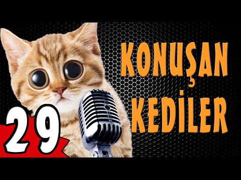 Konuşan Kediler 29 - En Komik Kedi Videoları