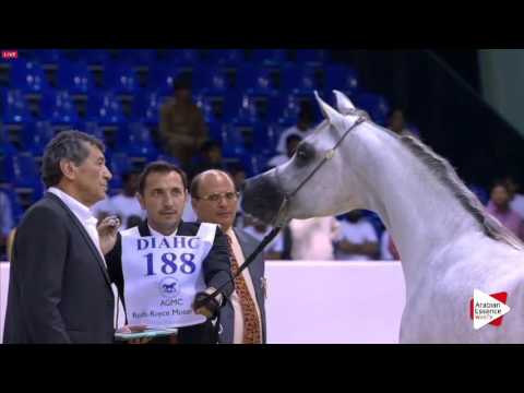 N.188 MURJAN AL BAKHEET - Dubai 2016 - Colts 2 years old (Class 10)