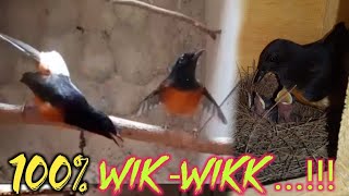 Download lagu 100%DiJamin Kawin! Pancingan Suara Murai K4win ini Tercepat Membakar Birahi Murai Susah Kawin Part66 mp3 Download lagu 100%DiJamin Kawin! Pancingan Suara Murai K4win ini Tercepat Membakar Birahi Murai Susah Kawin Part66 mp3