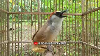 Download lagu Kaso kaso gacor mantap buat masteran⭕ mp3