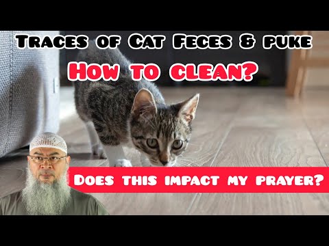 Cat steps on its own Feces & puke (vomit) how to clean & does this impact my prayer? Assim al hakeem