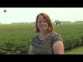 Steeds meer pioenrozen gekweekt in de Noordoostpolder