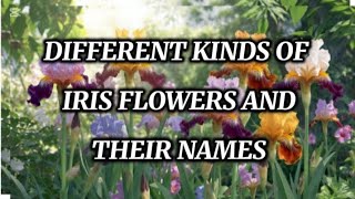 Different Kinds of Iris Flowers and their Names #flowers #flower #iris #bearded #flowerphotography
