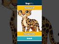 leopard - leopardo video thumbnail