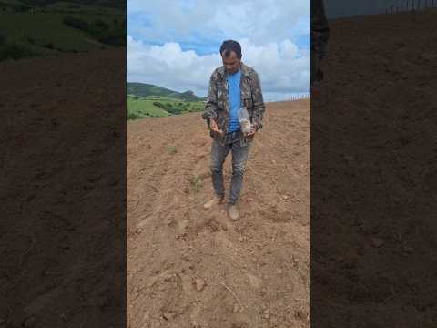 Início do plantio de algodão em Monte das Gameleiras-RN.