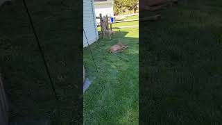 Video preview image #1 Mutt Puppy For Sale in Rockville, MD, USA