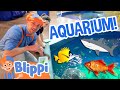 Blippi Visits An Aquarium Ody Aquarium Blippi Full Episodes Sea Animals For Kids Blippi Toys