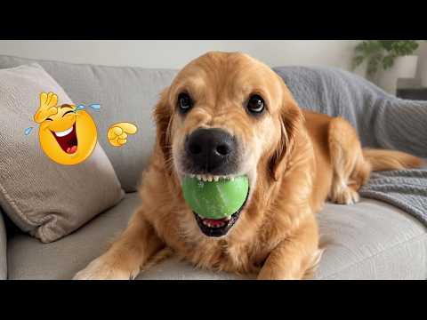You Can’t Stop Laughing At These Dogs 🤣 FUNNIEST DOGS Video 2026