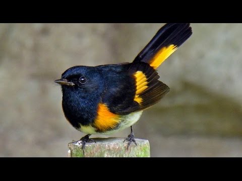 The State of the Birds 2014 report