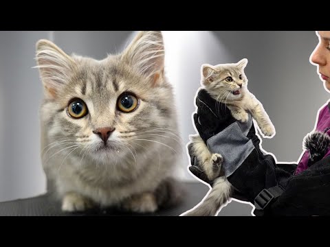 I Was Not Prepared For How Aggressive This Kitten Was...