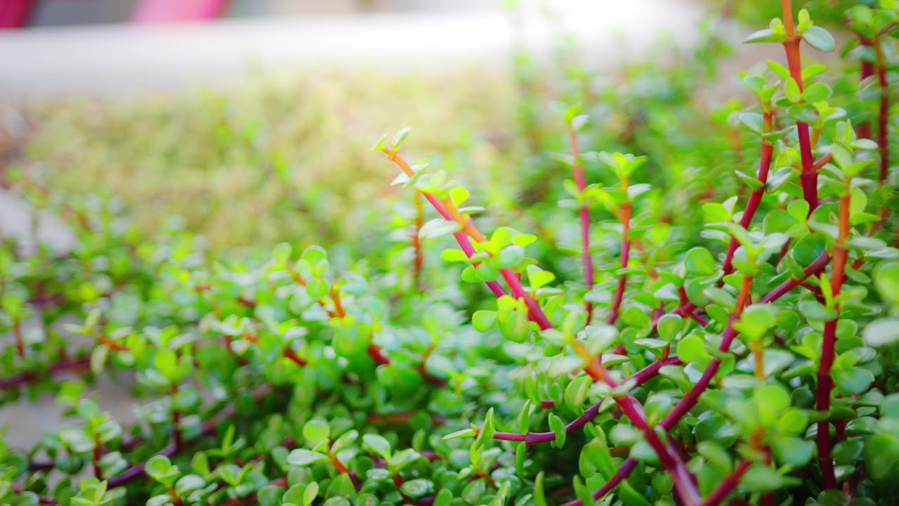 Plant Solutions Partners with Biophilic Designer Sonja Bochart