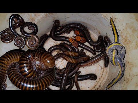 looking Insect, Release Insect and Look Sweet Millipede #insects #pet #nature #petcare