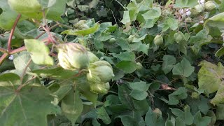 preview picture of video '#Sindh #Cotton #Farming Cotton Farming in Sindh Pakistan Vlog Nawabshah Sindh'