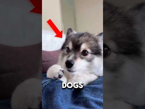 THIS IS ACTUALLY INSANE!!  #animals #animalfacts #animalshorts #shorts