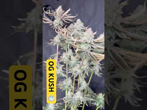 Og kush!